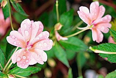 《帝国时代4》中国台湾区售价恢复正常 不再低廉